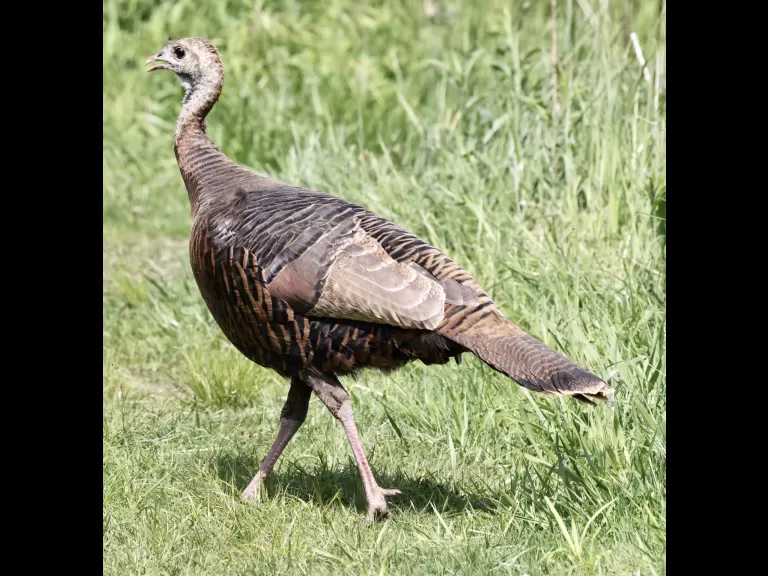 A turkey at Breakneck Hill Conservation Land in Southborough, photographed by Steve Forman.