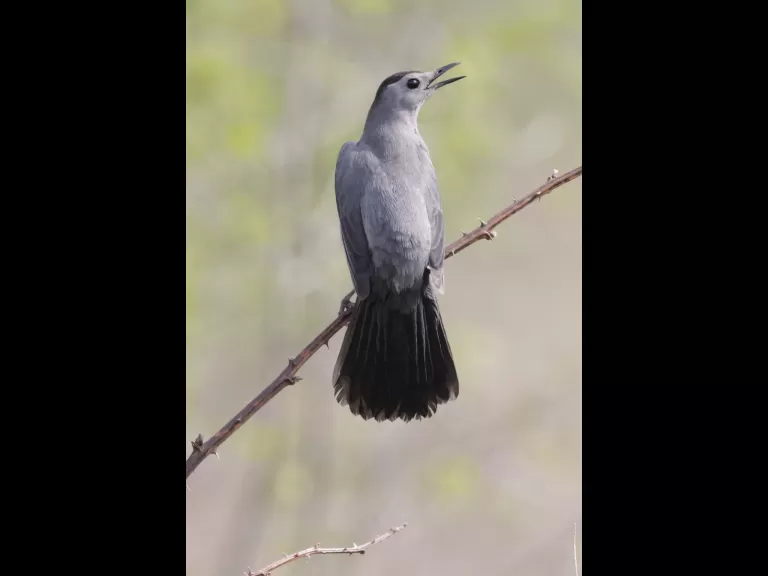 A gray catbird at Breakneck Hill Conservation Land in Southborough, photographed by Steve Forman.
