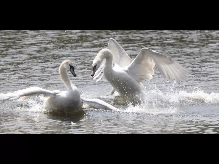 Mute swans at Hager Pond in Marlborough, photographed by Steve Forman. Mute swans at Hager Pond in Marlborough, photographed by Steve Forman.