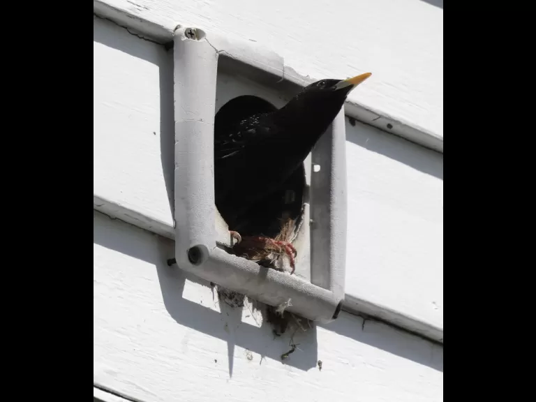 A European starling at Hager Pond in Marlborough, photographed by Steve Forman. A European starling at Hager Pond in Marlborough, photographed by Steve Forman.
