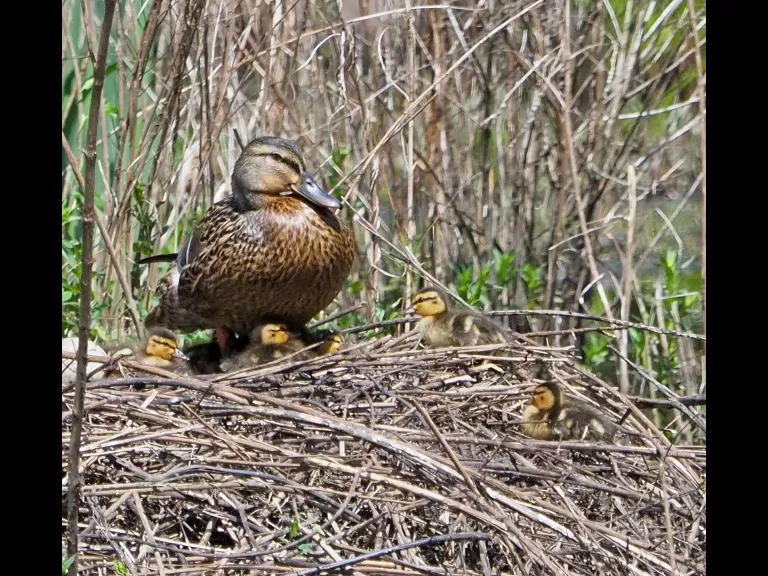 A mallard and ducklings at Bruce's Pond in Hudson, photographed by Joan Chasan.