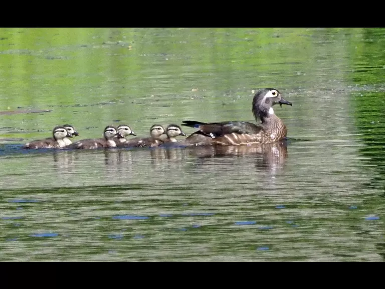 A wood duck and ducklings at Bruce's Pond in Hudson, photographed by Joan Chasan.