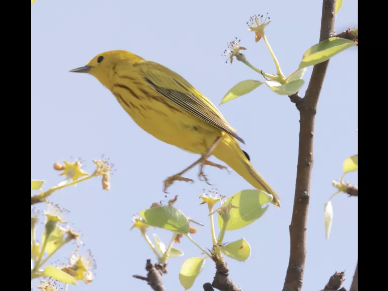 A yellow warbler at Breakneck Hill Conservation Land in Southborough, photographed by Steve Forman.