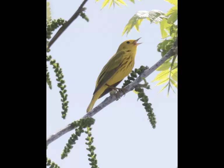 A yellow warbler at Breakneck Hill Conservation Land in Southborough, photographed by Steve Forman.