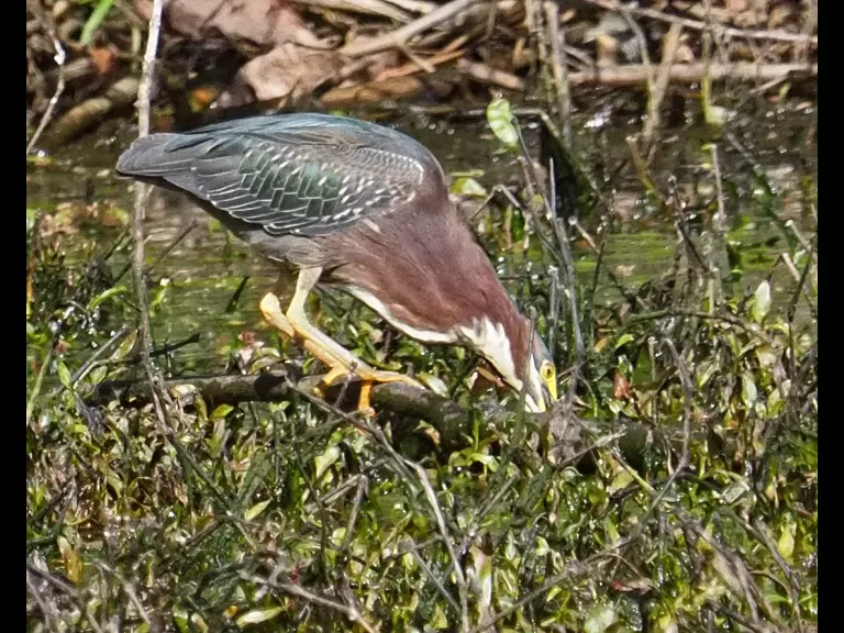 A green heron at Bruce's Pond in Hudson, photographed by Joan Chasan.