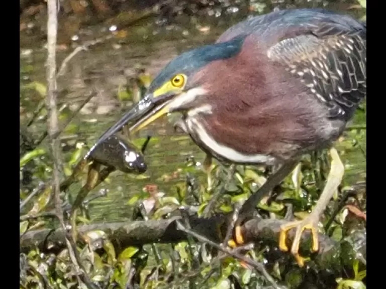 A green heron at Bruce's Pond in Hudson, photographed by Joan Chasan.