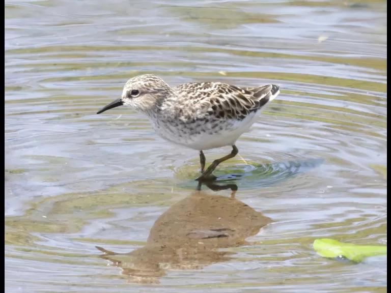 A least sandpiper at Hager Pond in Marlborough, photographed by Steve Forman.