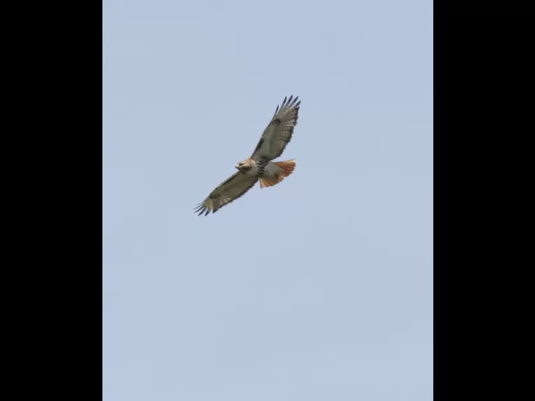 A red-tailed hawk at Breakneck Hill Conservation Land in Southborough, photographed by Steve Forman.