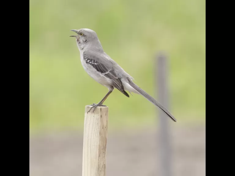 A northern mockingbird at Breakneck Hill Conservation Land in Southborough, photographed by Steve Forman.