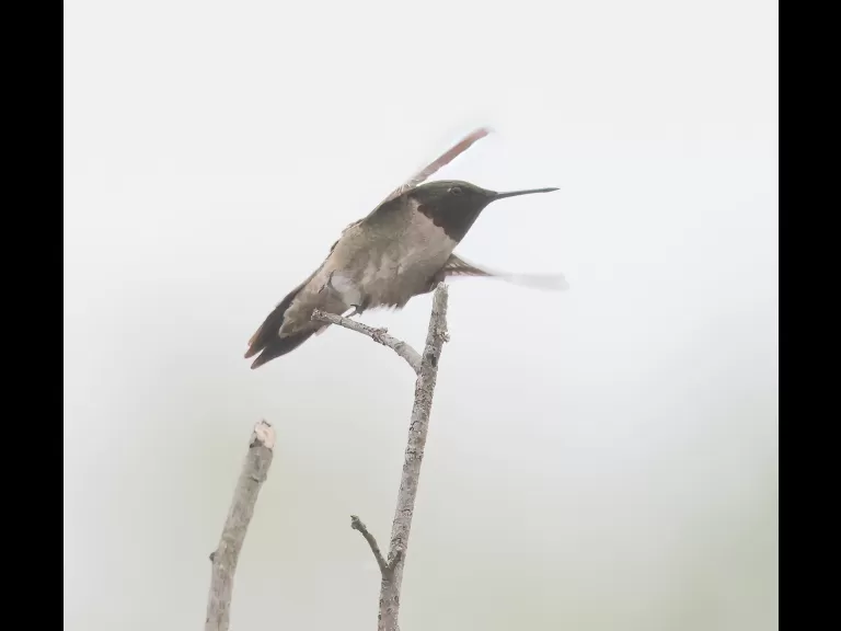 A ruby-throated hummingbird at Breakneck Hill Conservation Land in Southborough, photographed by Steve Forman.