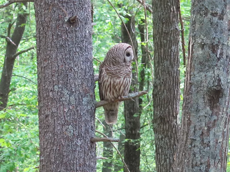 A barred owl in Sudbury, photographed by Chris Menge.