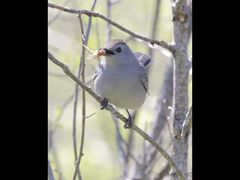 A gray catbird at Breakneck Hill Conservation Land in Southborough, photographed by Steve Forman.