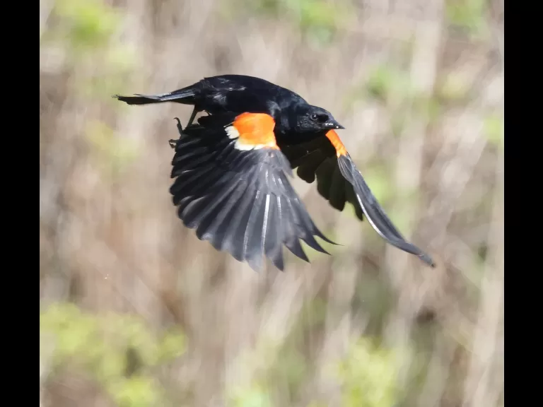 A red-winged blackbird at Breakneck Hill Conservation Land in Southborough, photographed by Steve Forman.