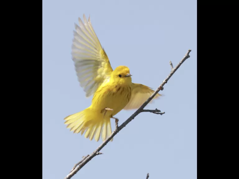 A yellow warbler at Breakneck Hill Conservation Land in Southborough, photographed by Steve Forman.