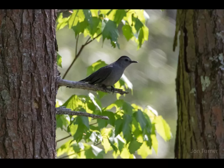 A gray catbird at SVT's Smith Conservation Land in Littleton, photographed by Jon Turner.
