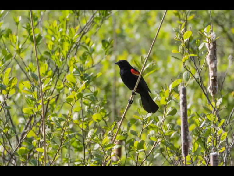A red-winged blackbird at SVT's Smith Conservation Land in Littleton, photographed by Jon Turner.