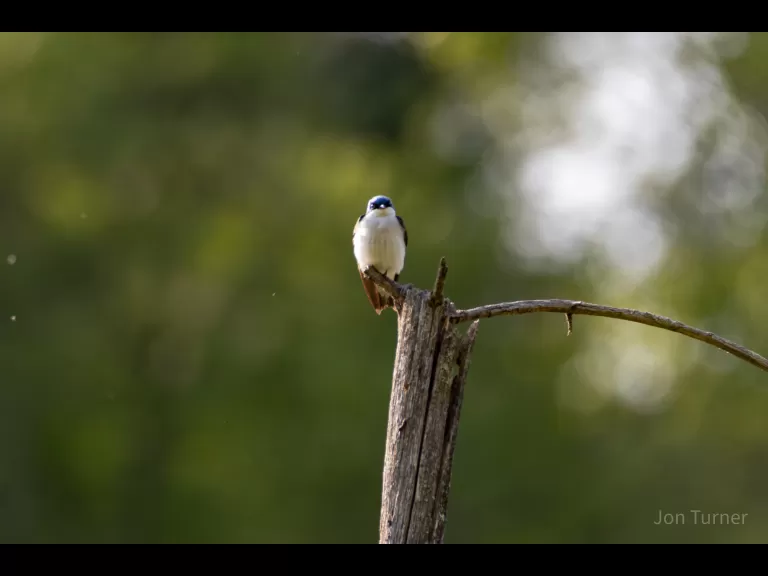 A tree swallow at SVT's Smith Conservation Land in Littleton, photographed by Jon Turner.