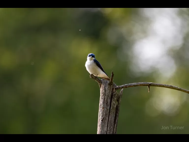 A tree swallow at SVT's Smith Conservation Land in Littleton, photographed by Jon Turner.