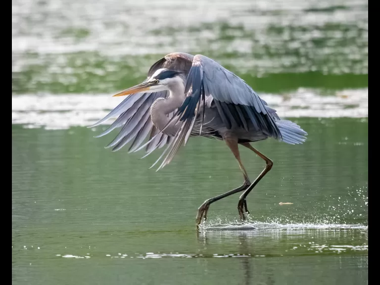 A great blue heron at Bruce's Pond in Hudson, photographed by Jim DeLuco.