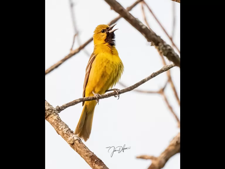 An orchard oriole at Bruce's Pond in Hudson, photographed by Jim DeLuco.