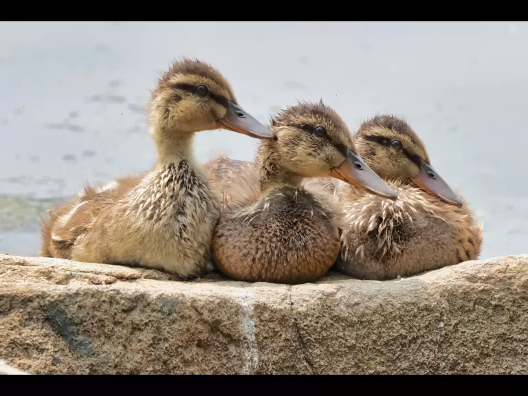 Mallard ducklings at Hager Pond in Marlborough, photographed by Steve Forman.