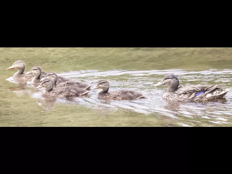 Mallards at Hager Pond in Marlborough, photographed by Steve Forman.