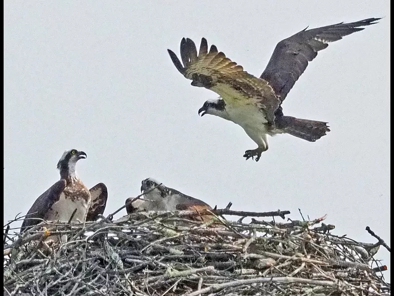 An osprey passes over another nesting pair of ospreys at Feeley Field in Sudbury, photographed by Joan Chasan.