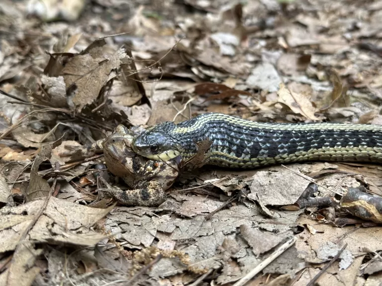 A common garter snake eating an American toad in Stow, photographed by Jon Turner.