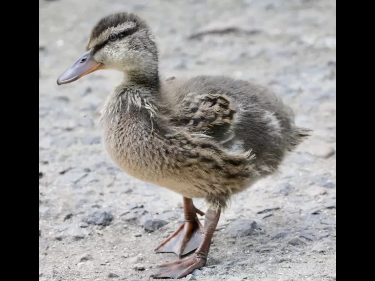 A mallard duckling at Hager Pond in Marlborough, photographed by Steve Forman.