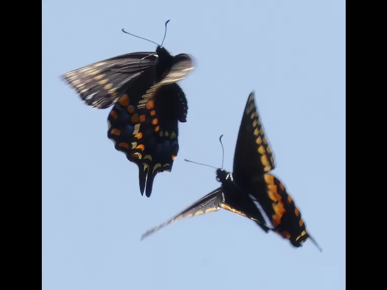 Black swallowtails at Great Meadows National Wildlife Refuge in Concord, photographed by Steve Forman.