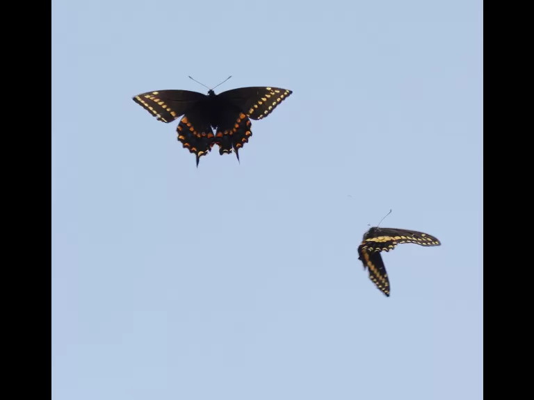 Black swallowtails at Great Meadows National Wildlife Refuge in Concord, photographed by Steve Forman.