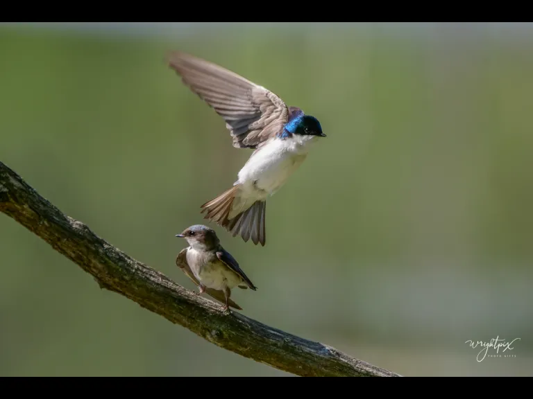 Mating tree swallows in Grafton, photographed by Nancy Wright.