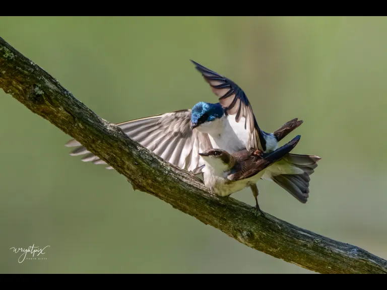 Mating tree swallows in Grafton, photographed by Nancy Wright.