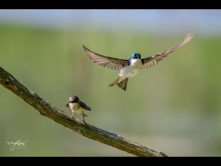 Mating tree swallows in Grafton, photographed by Nancy Wright.