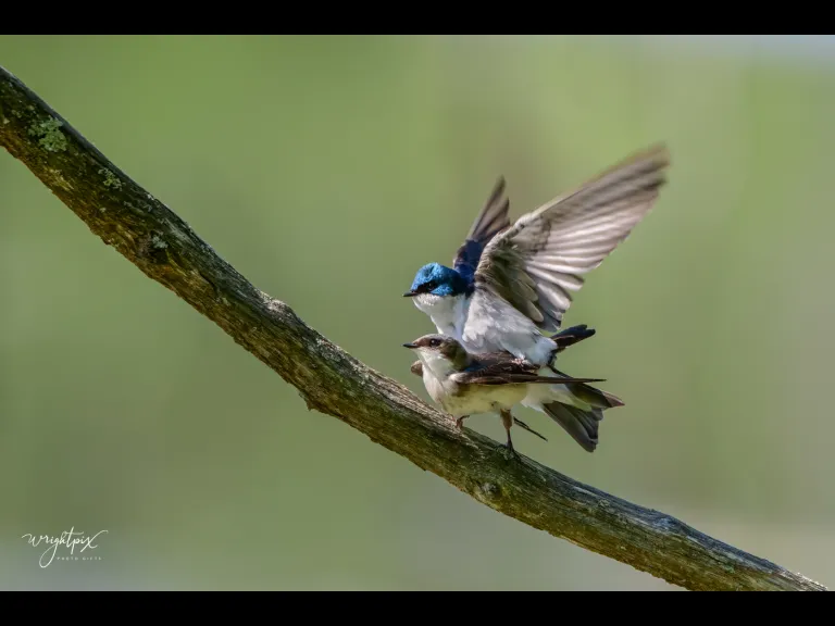 Mating tree swallows in Grafton, photographed by Nancy Wright.