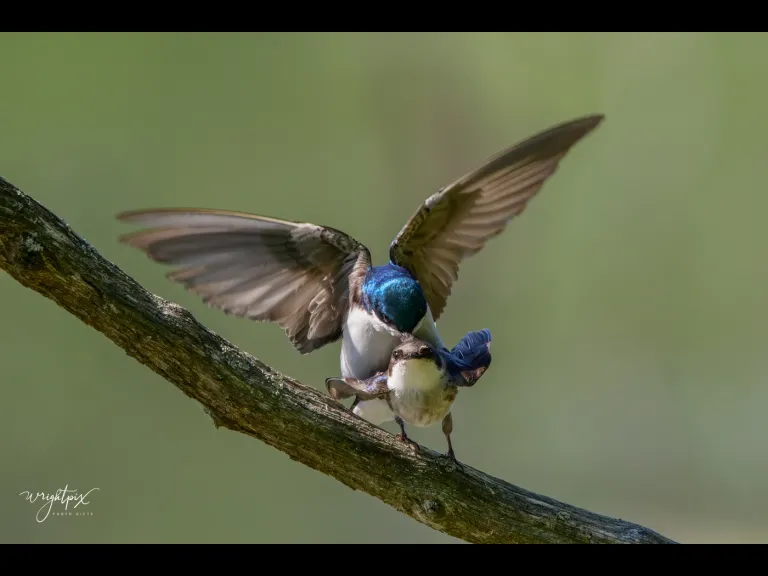 Mating tree swallows in Grafton, photographed by Nancy Wright.