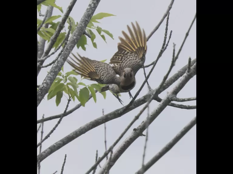 A northern flicker at Breakneck Hill Conservation Land in Southborough, photographed by Steve Forman.