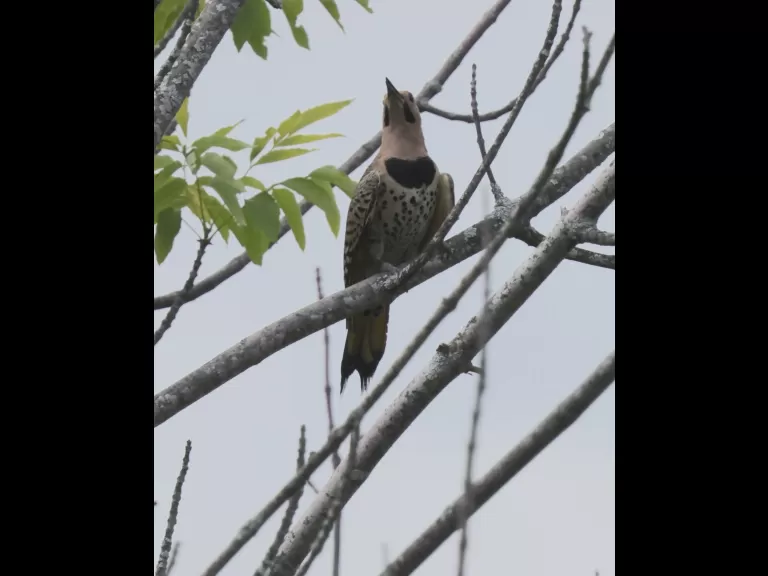 A northern flicker at Breakneck Hill Conservation Land in Southborough, photographed by Steve Forman.