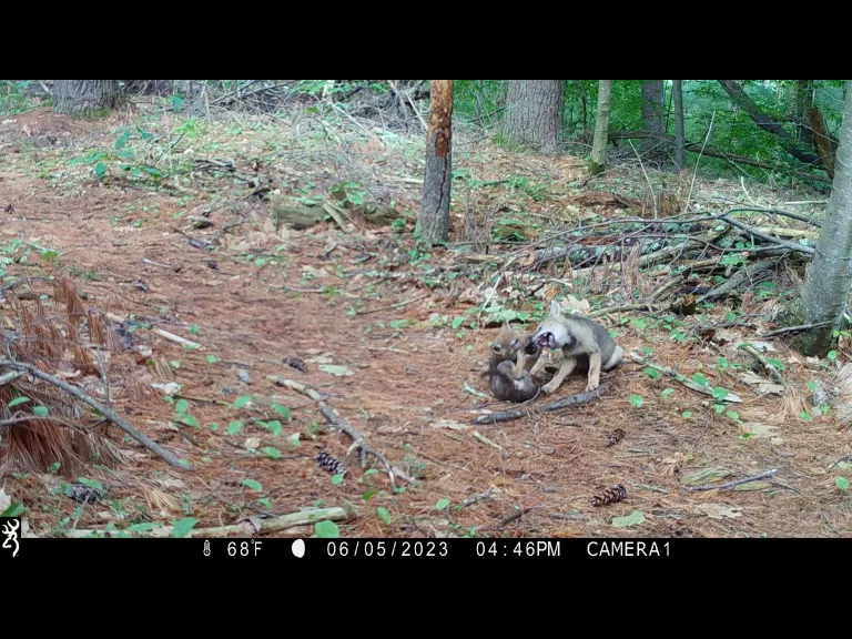 Coyote pups in Boylston, photographed with an automatically triggered wildlife camera by Jim Makuc.