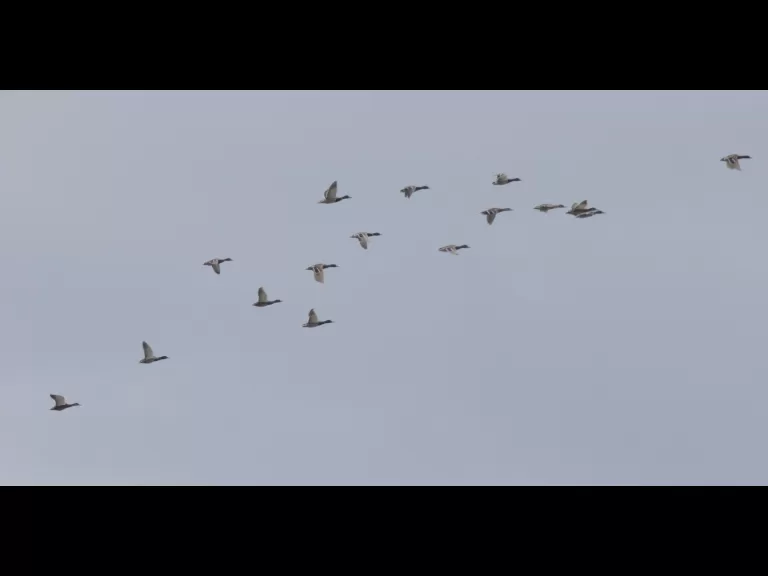 Mallards at Hager Pond in Marlborough, photographed by Steve Forman.
