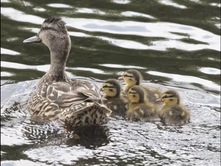 Mallards at Hager Pond in Marlborough, photographed by Steve Forman.