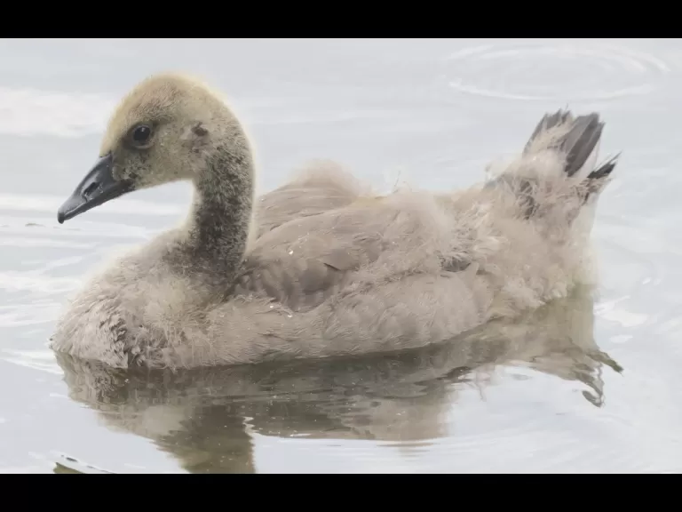 A mute swan at Hager Pond in Marlborough, photographed by Steve Forman.