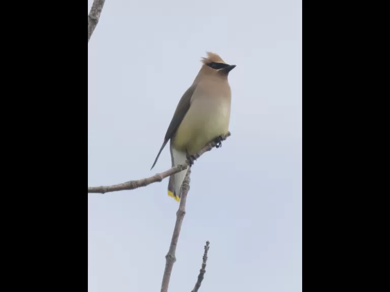 A cedar waxwing at Breakneck Hill Conservation Land in Southborough, photographed by Steve Forman.