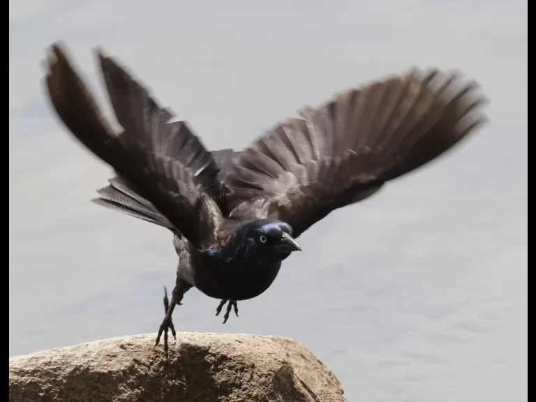 A common grackle at Hager Pond in Marlborough, photographed by Steve Forman.