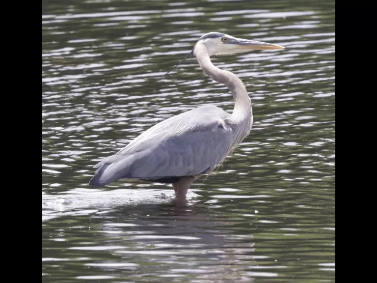 A great blue heron at Hager Pond in Marlborough, photographed by Steve Forman.