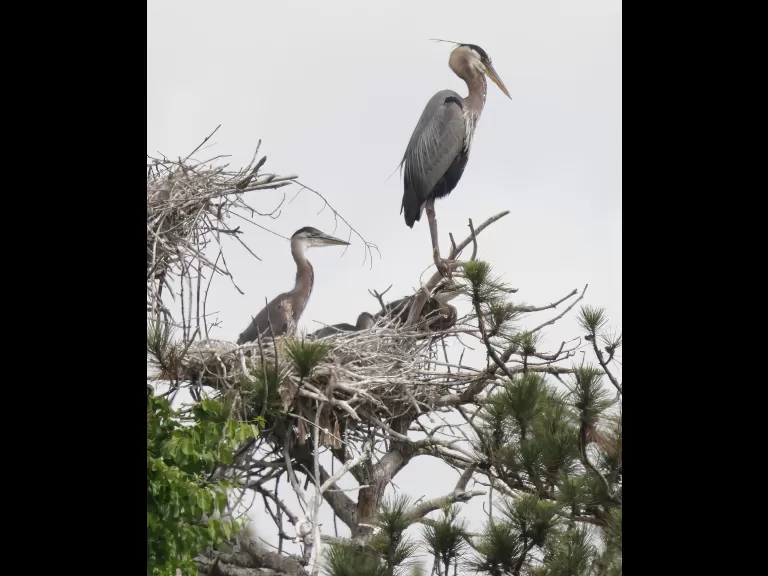 Great blue herons at the Sudbury Reservoir in Southborough, photographed by Steve Forman.