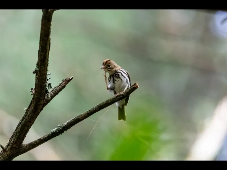 An ovenbird at Horse Meadows Knoll in Harvard, photographed by Jon Turner.