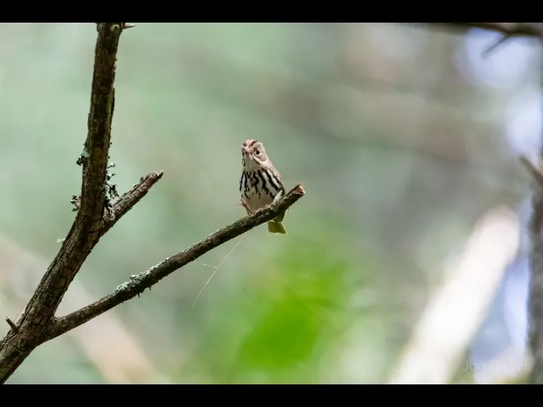 An ovenbird at Horse Meadows Knoll in Harvard, photographed by Jon Turner.