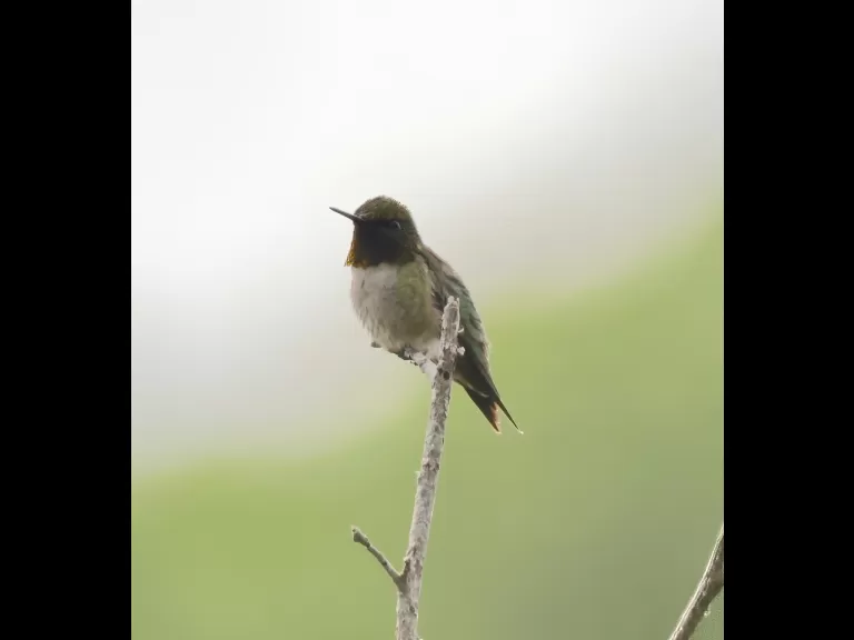 A ruby-throated hummingbird at Breakneck Hill Conservation Land in Southborough, photographed by Steve Forman.