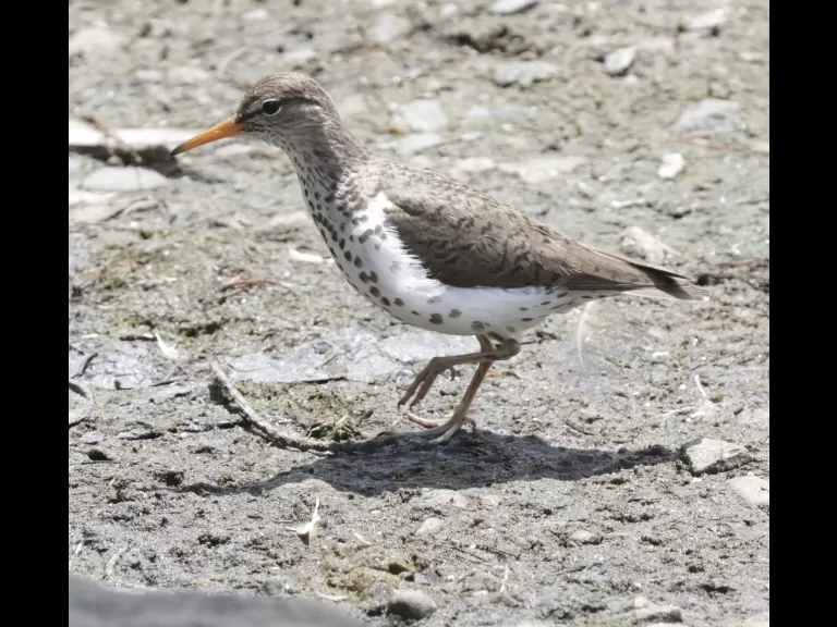 A spotted sandpiper at Hager Pond in Marlborough, photographed by Steve Forman.